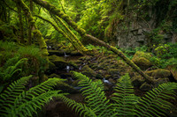 Killarney Greens