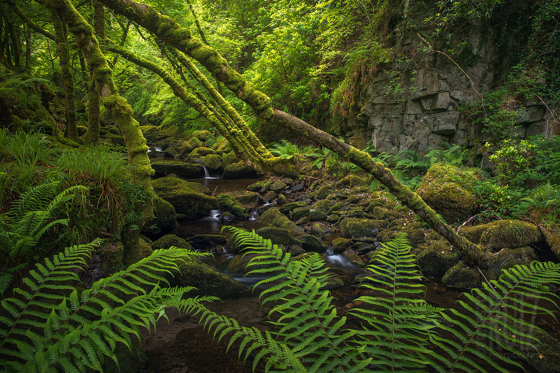 Killarney Greens