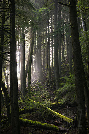 Follow the Light
