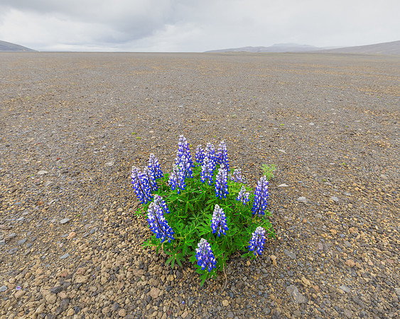 Lone Lupine