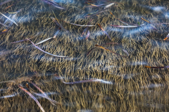 Ocean Fur
